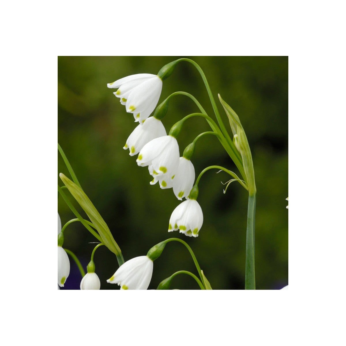 Sommer Hvidblomme - Blomsterverden